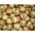 Sizes 5.0-7.0cm Fresh Yellow Onion